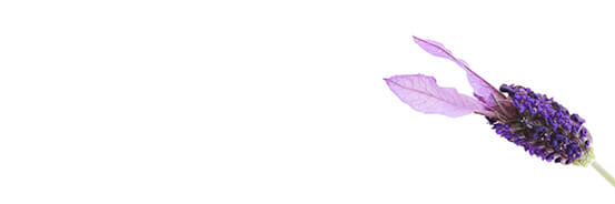 Huile essentielle de Lavandula Stoechas